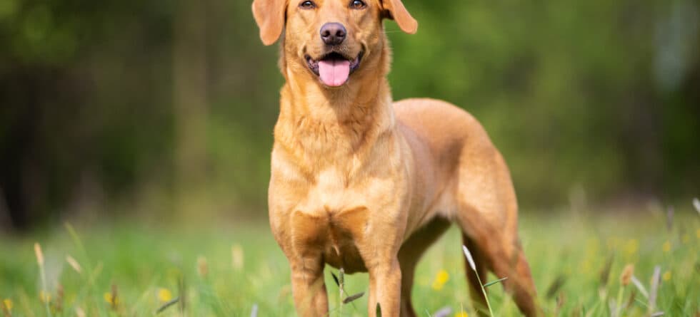 How To Stop A Lab From Barking?