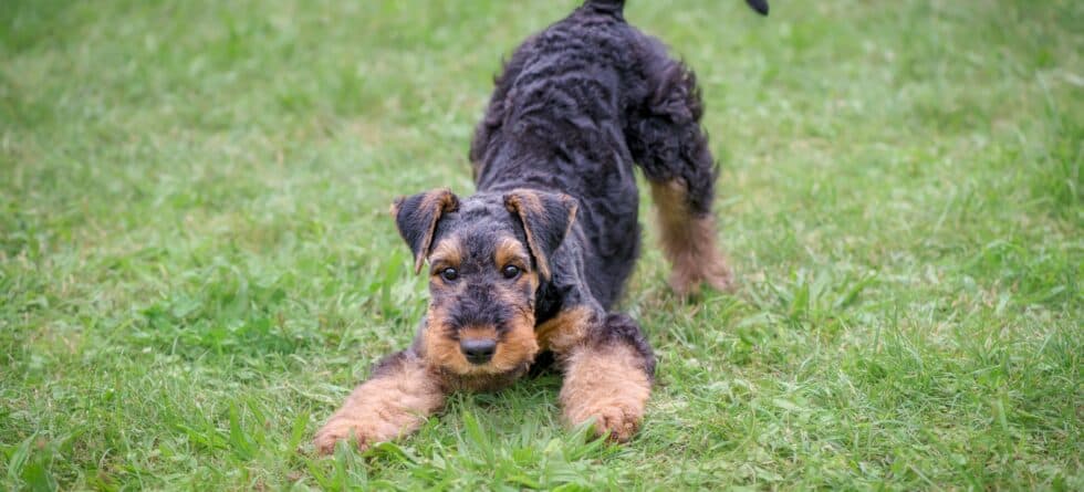 Is 10 Weeks An Appropriate Age To Bring A Puppy Home?