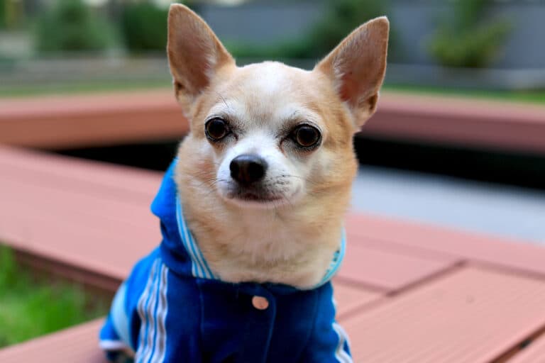 Is A Chihuahua A Good House Dog?