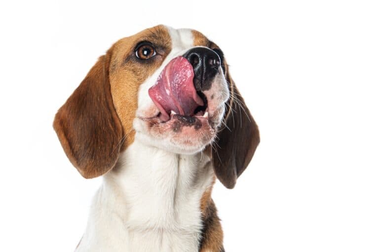Should I Brush My Beagle’s Teeth?