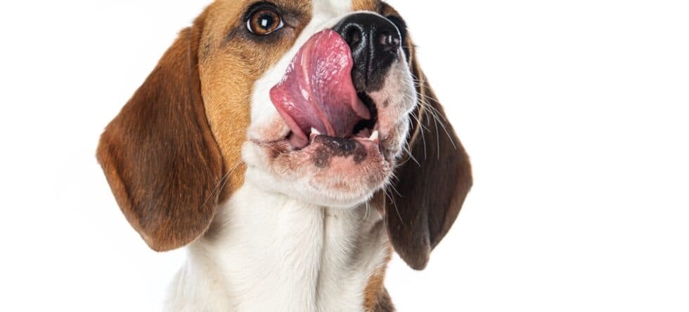Should I Brush My Beagle’s Teeth?