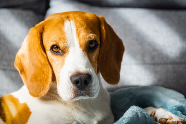 Should I Let My Beagle Sleep With Me?