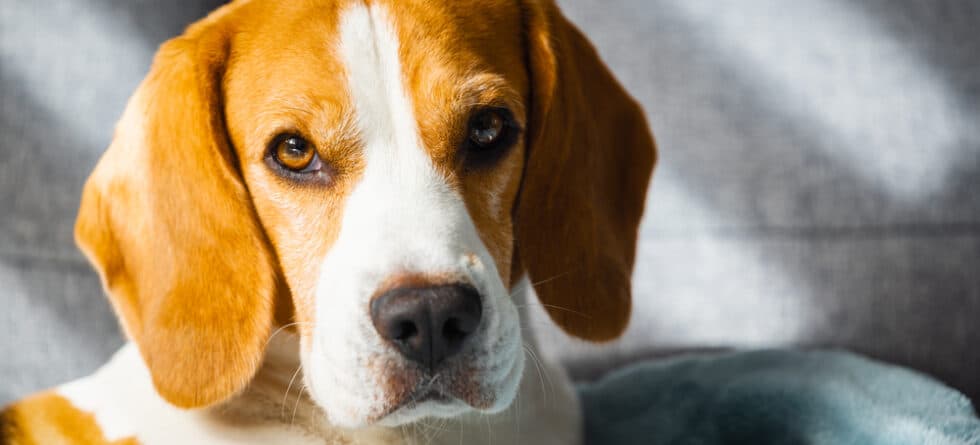 Should I Let My Beagle Sleep With Me?