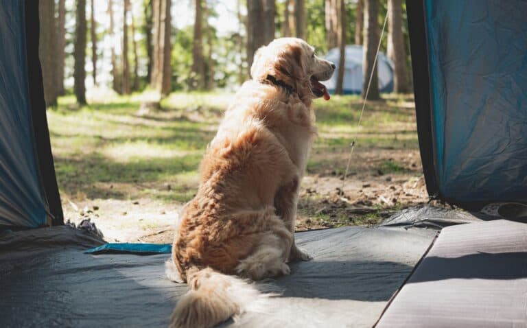Should I Walk My Golden Retriever Every Day?