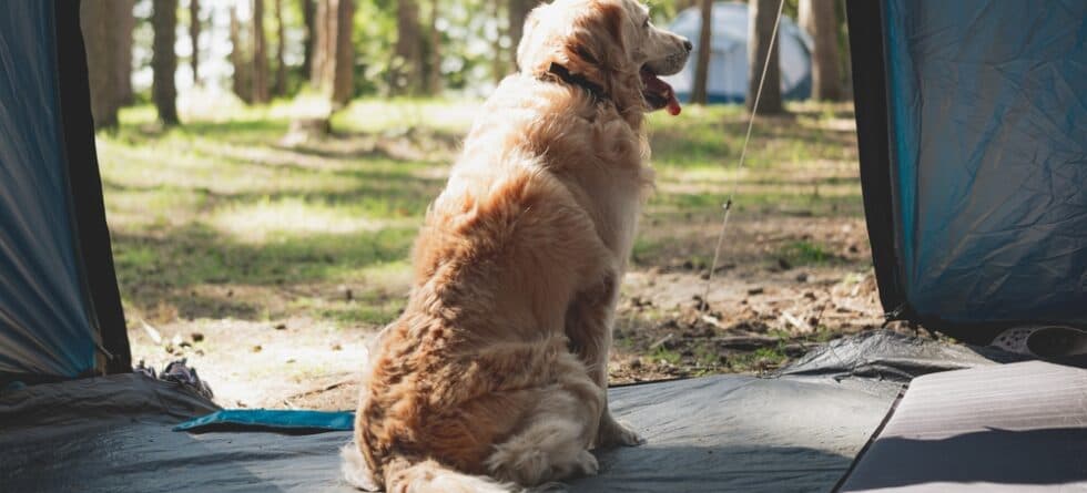Should I Walk My Golden Retriever Every Day?
