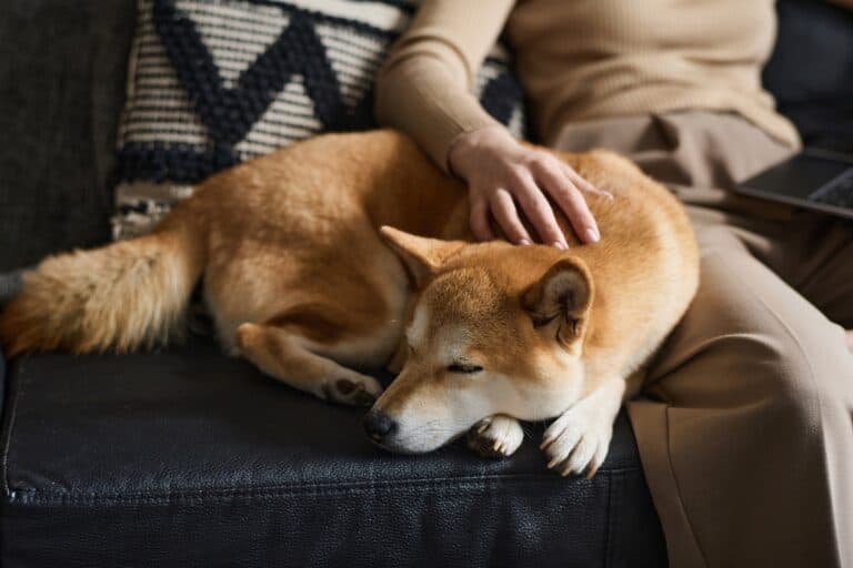 What Actions Should Be Avoided With A Puppy?