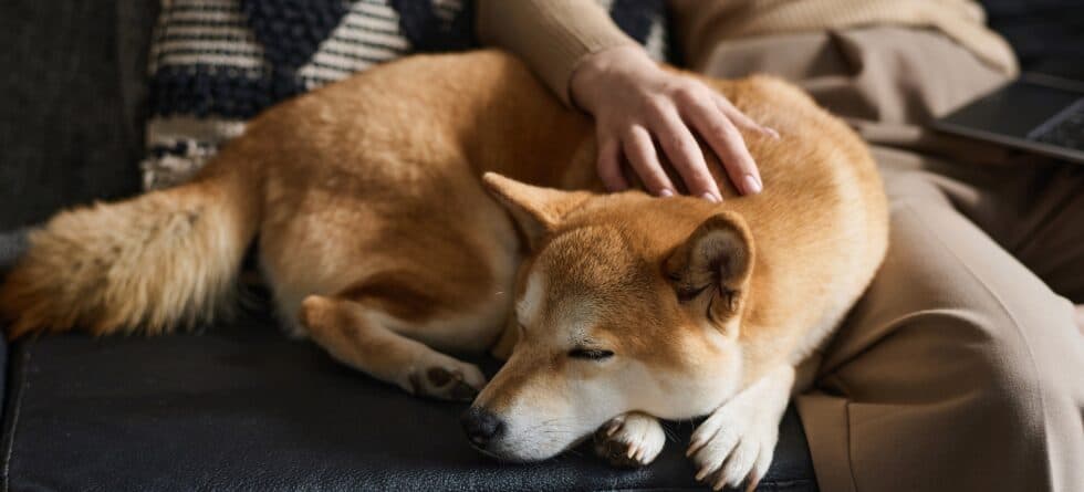What Actions Should Be Avoided With A Puppy?