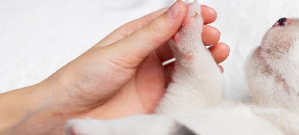 What Age Is Recommended For Purchasing A Puppy?