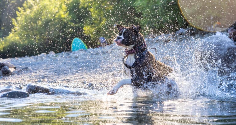 What Are Boxer Dogs Good For?