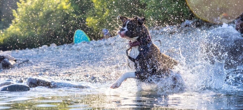 What Are Boxer Dogs Good For?