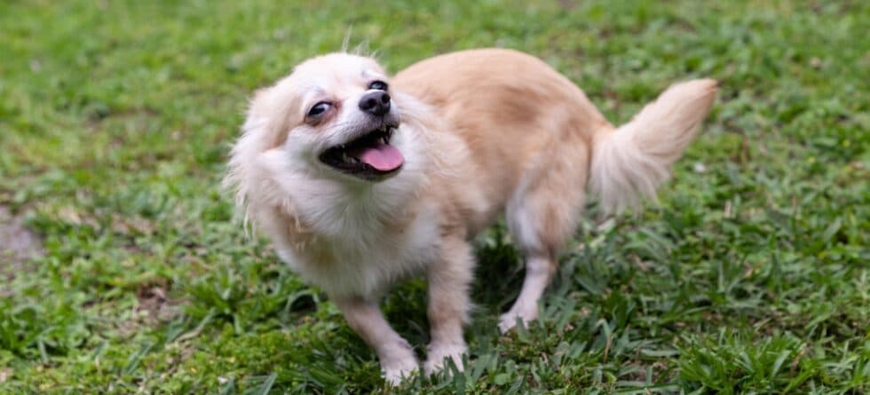 What Are Chihuahuas Best For?