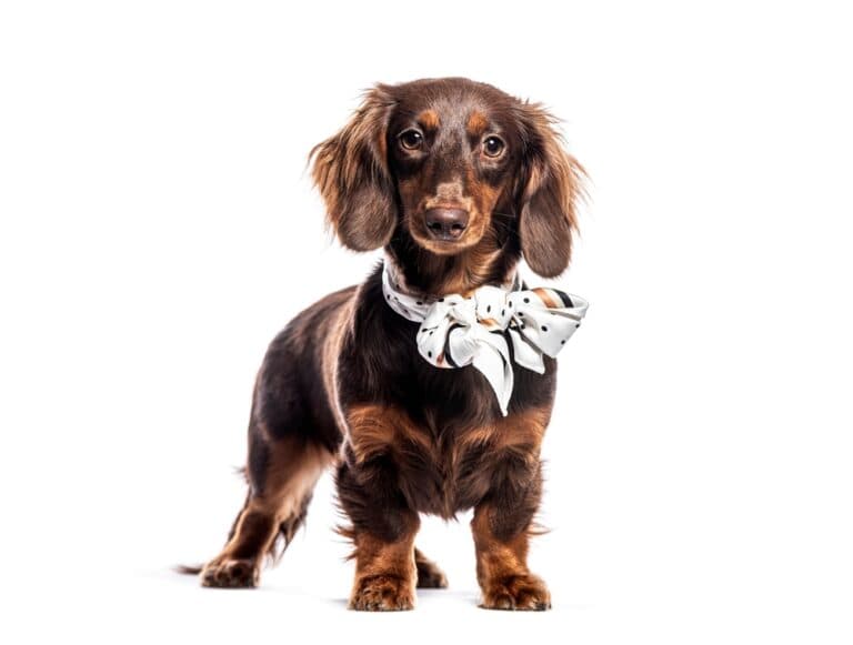What Are Dachshunds Prone To?