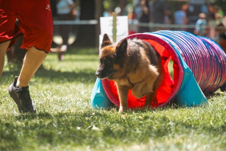 What Are The Weakness Of German Shepherds?