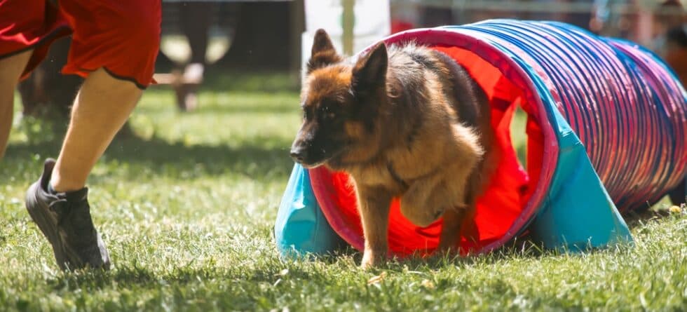 What Are The Weakness Of German Shepherds?
