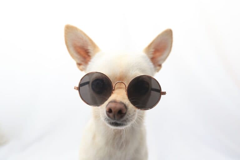 What Are Two Facts About Chihuahuas?