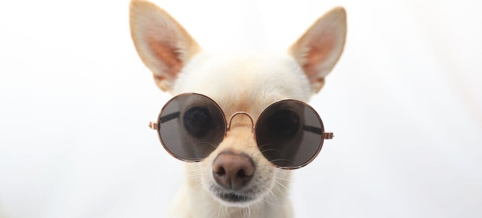 What Are Two Facts About Chihuahuas?