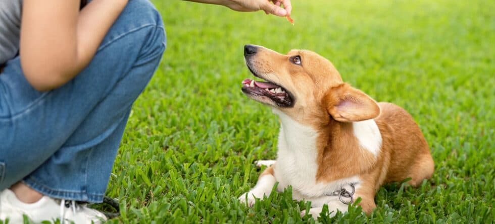 What Breed Of Dog Is Easiest To Train?