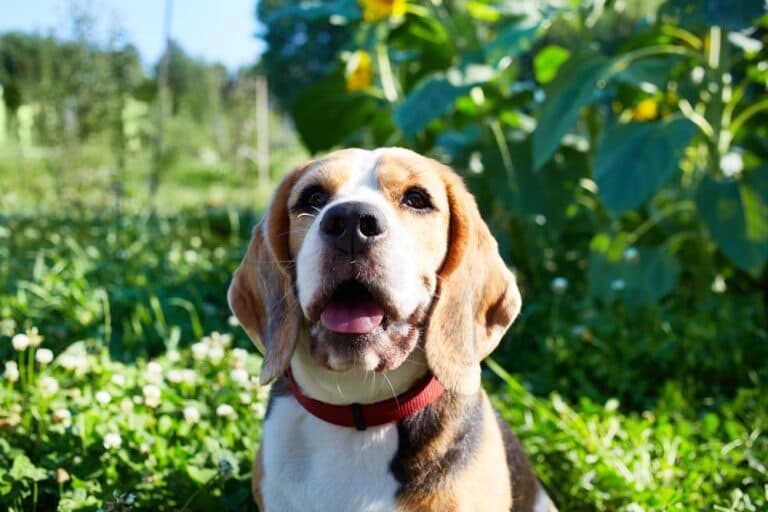 What Calms Beagles Down?