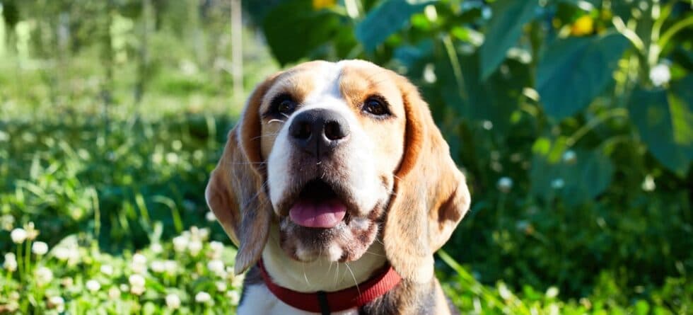What Calms Beagles Down?