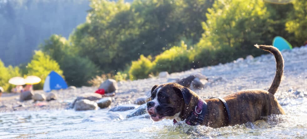 What Do Boxer Dogs Love?