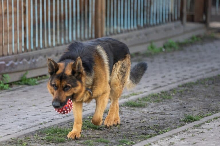 What Do German Shepherds Need The Most?