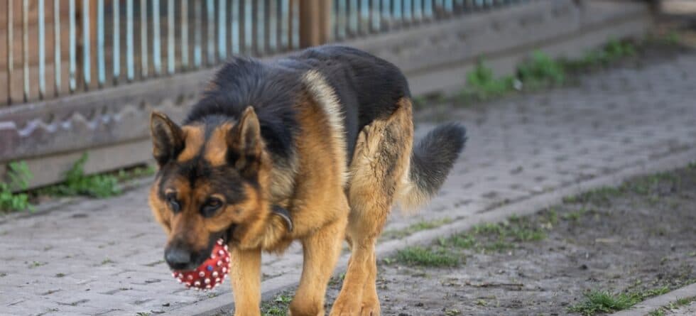 What Do German Shepherds Need The Most?