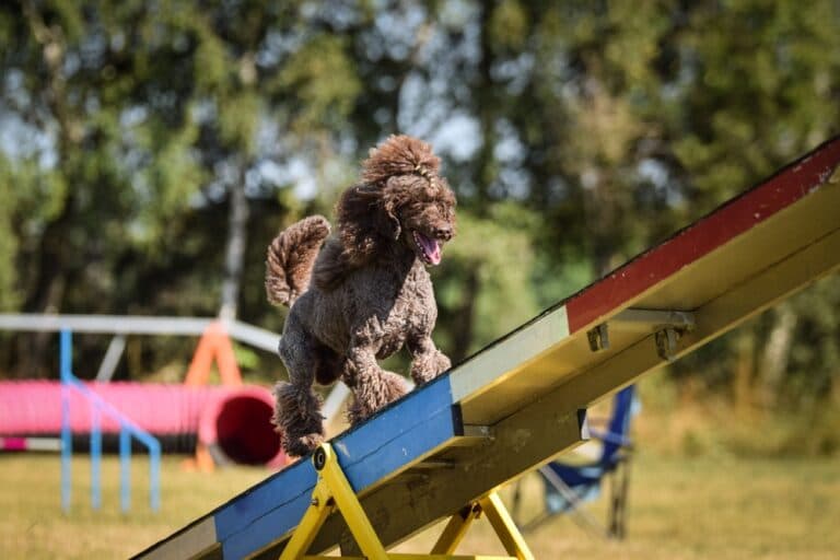 What Do Poodles Love Most?