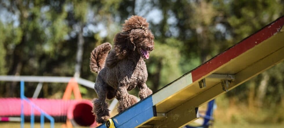 What Do Poodles Love Most?