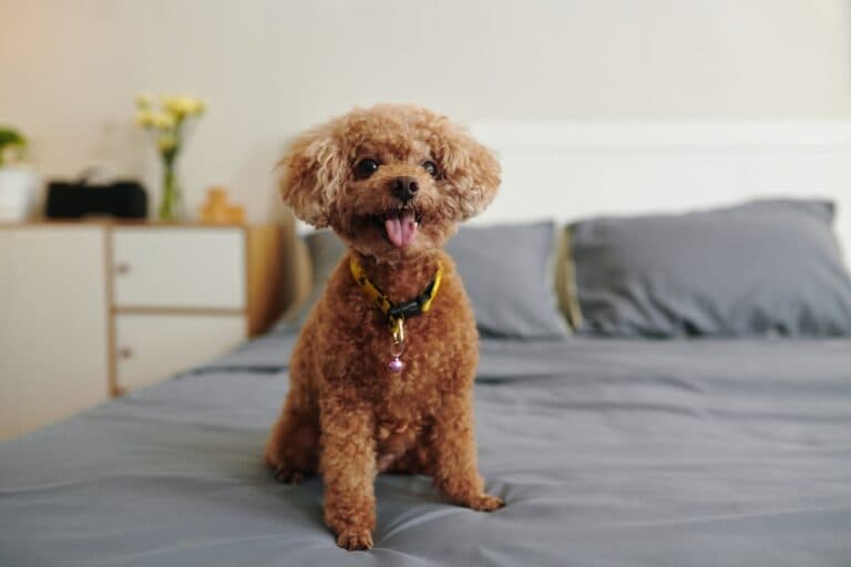 What Do Poodles Need To Survive?