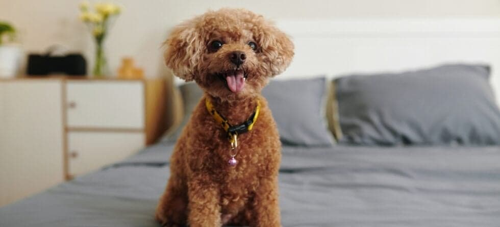 What Do Poodles Need To Survive?