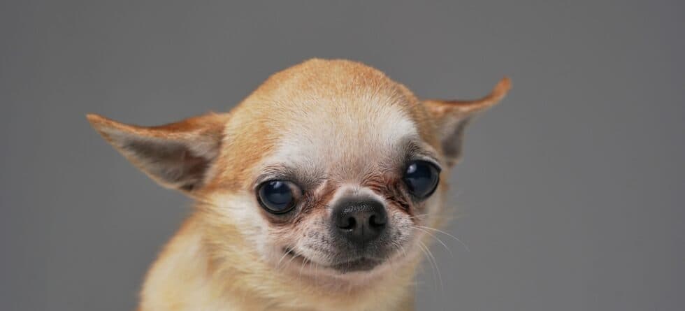 What Does A Real Chihuahua Look Like?