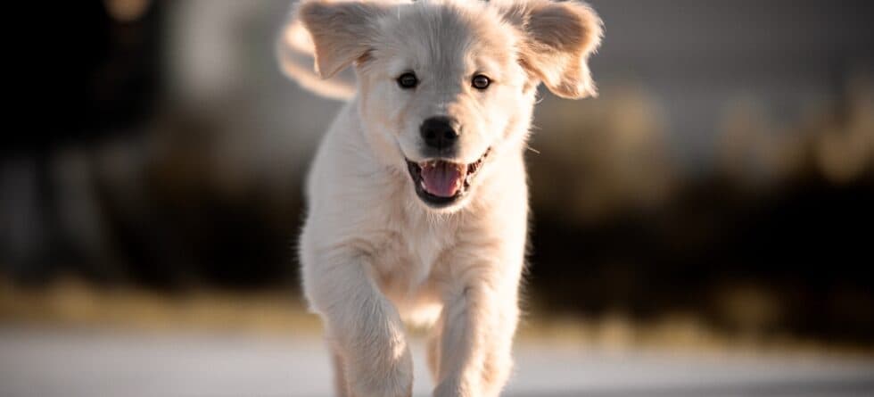 What Happens If You Don’t Exercise Your Golden Retriever?