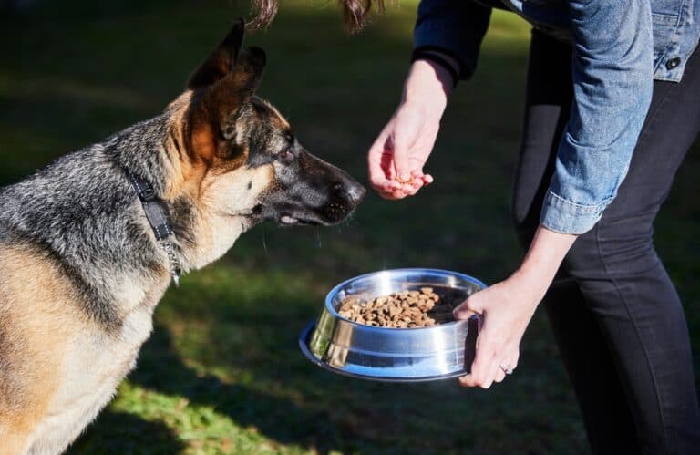 What Is A German Shepherds Favorite Food?