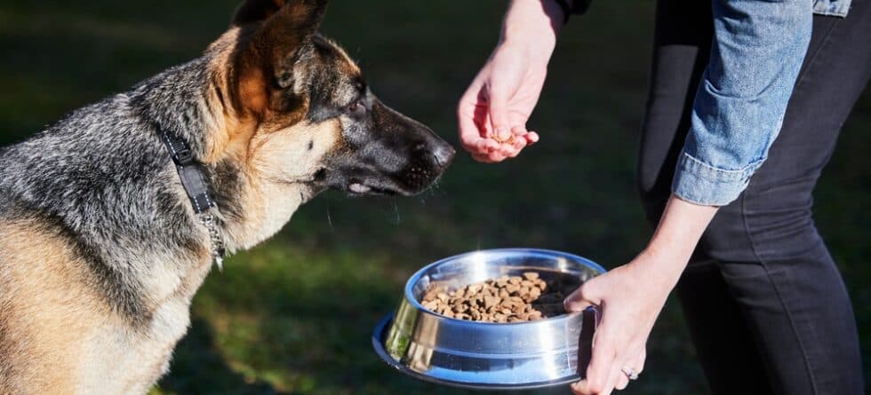 What Is A German Shepherds Favorite Food?