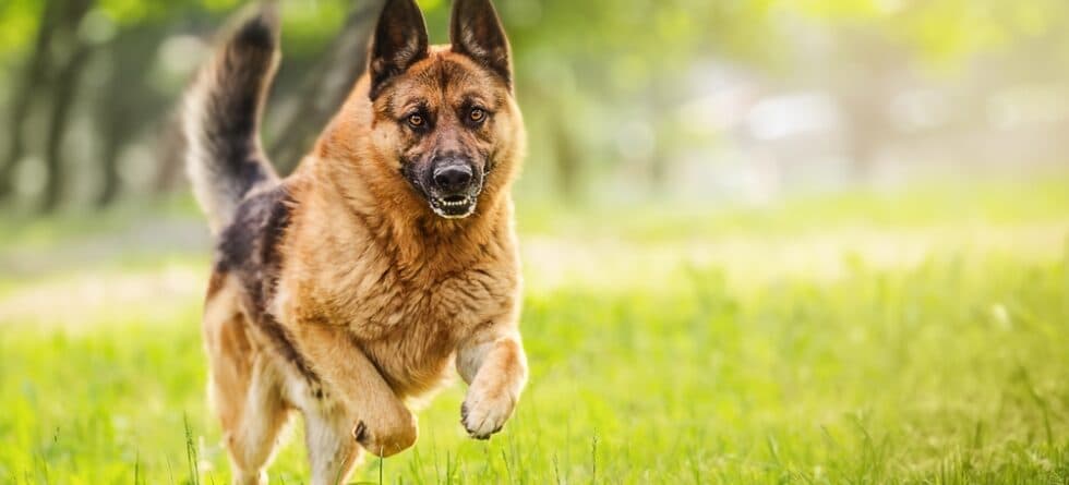 What Is A Good Daily Schedule For A German Shepherd?