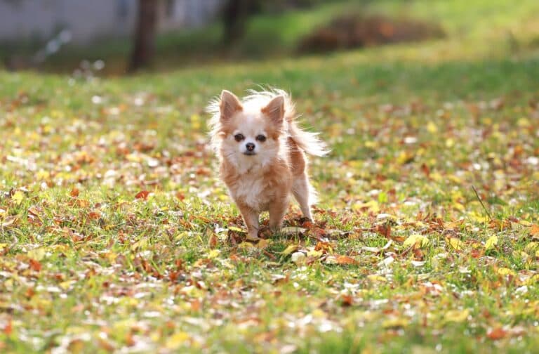 What Is The Best Thing To Feed A Chihuahua?