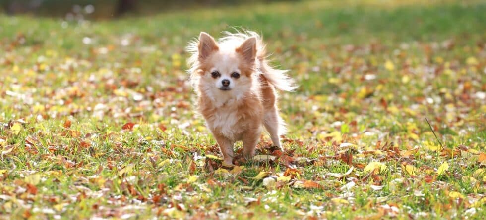 What Is The Best Thing To Feed A Chihuahua?