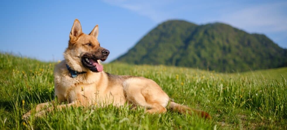 What Is The Best Time Of Day To Feed A German Shepherd?