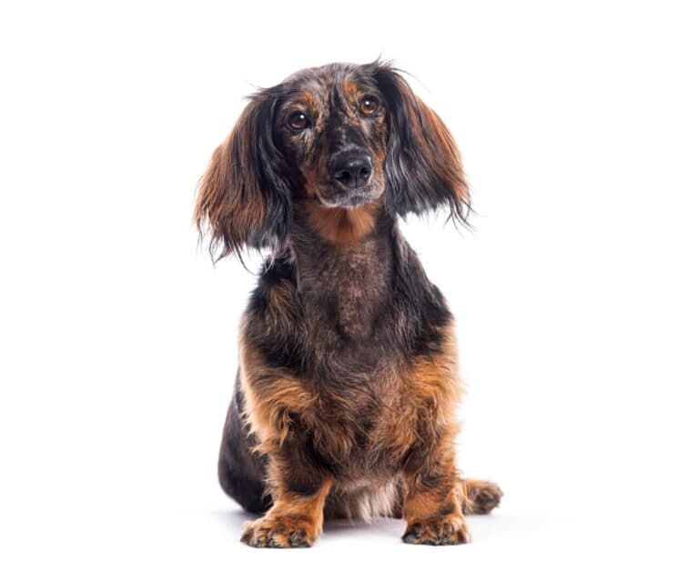 What Is The Lifespan Of A Male Dachshund?