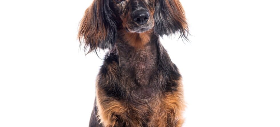 What Is The Lifespan Of A Male Dachshund?