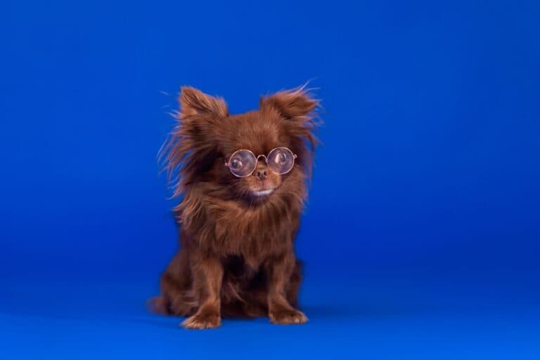 What Is The Most Expensive Type Of Chihuahua?