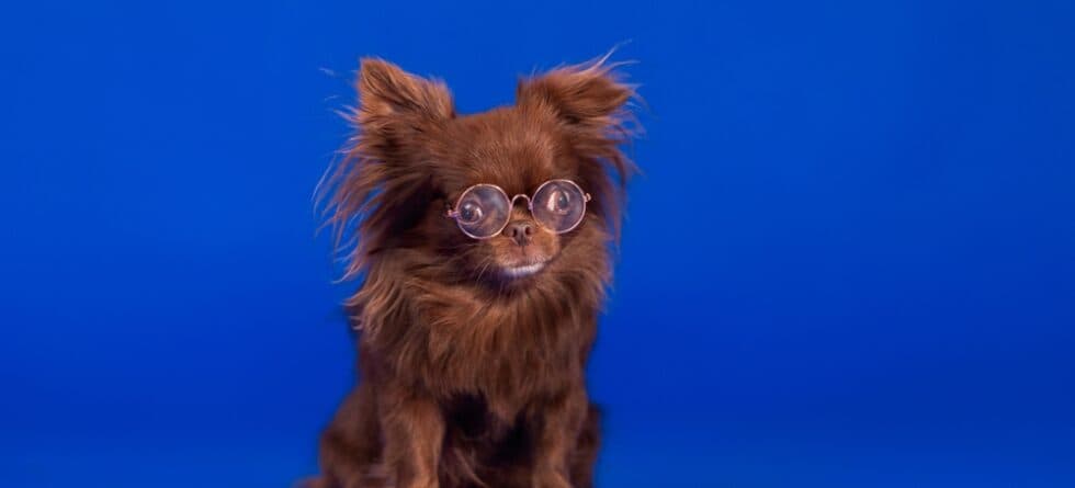 What Is The Most Expensive Type Of Chihuahua?