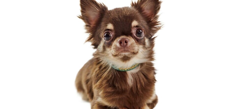 What Is The Rarest Color Of Chihuahua?