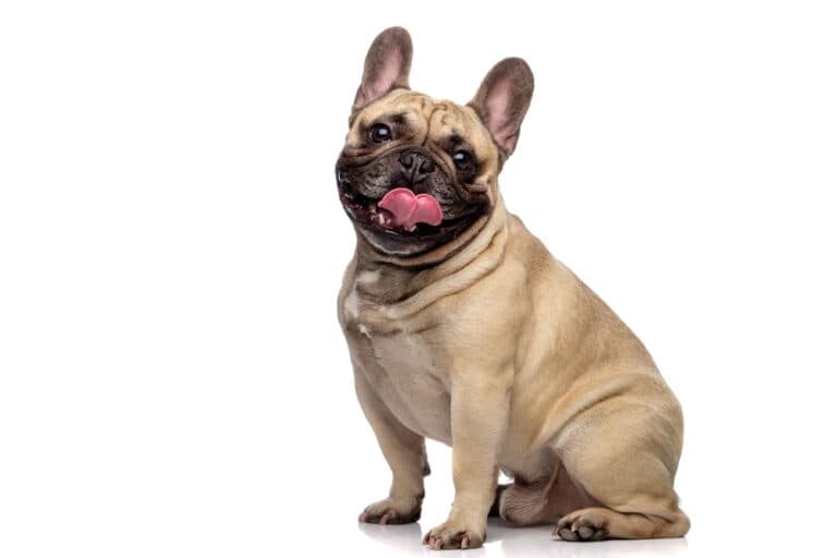 What Is The Rarest French Bulldog Color?