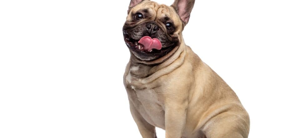 What Is The Rarest French Bulldog Color?