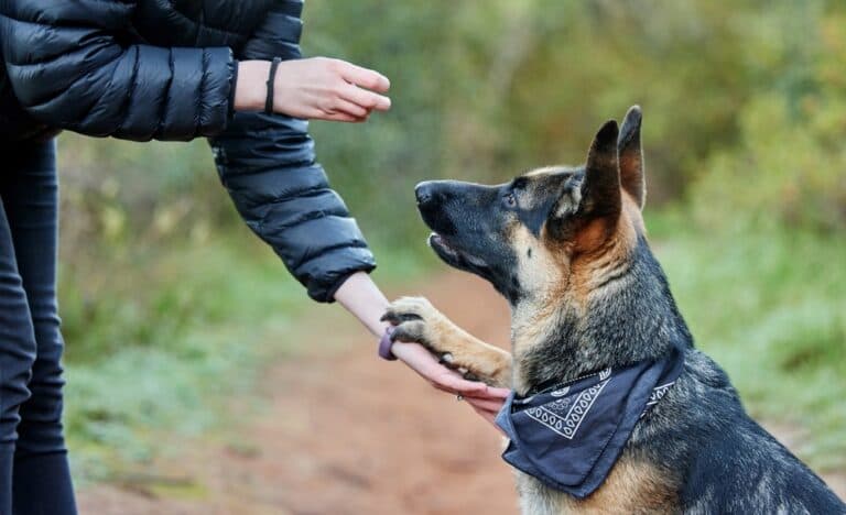 What Kind Of Person Should Own A German Shepherd?