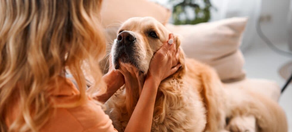 What Should You Observe When Meeting A Puppy?