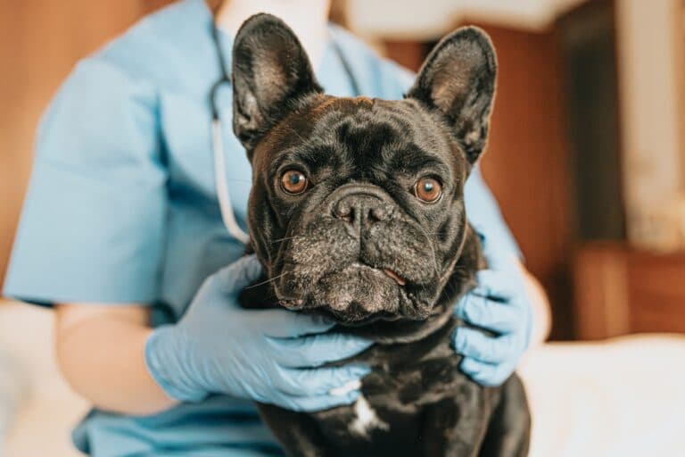 What Was The Original Purpose Of The French Bulldog?