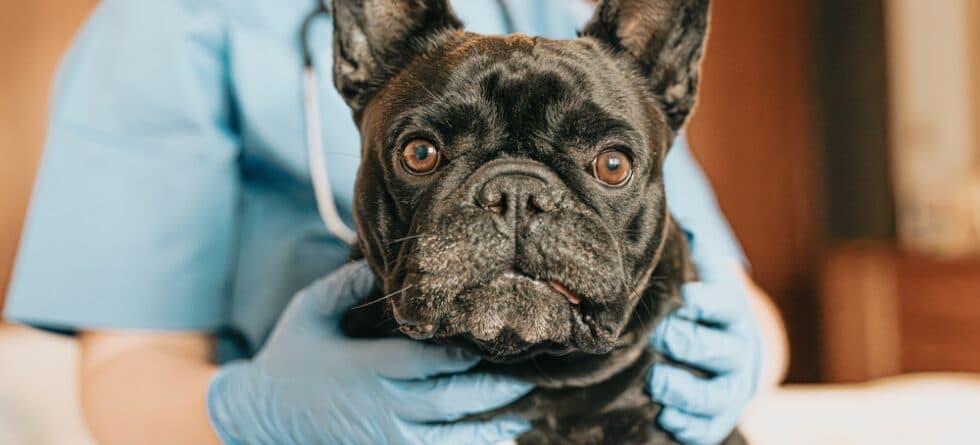 What Was The Original Purpose Of The French Bulldog?