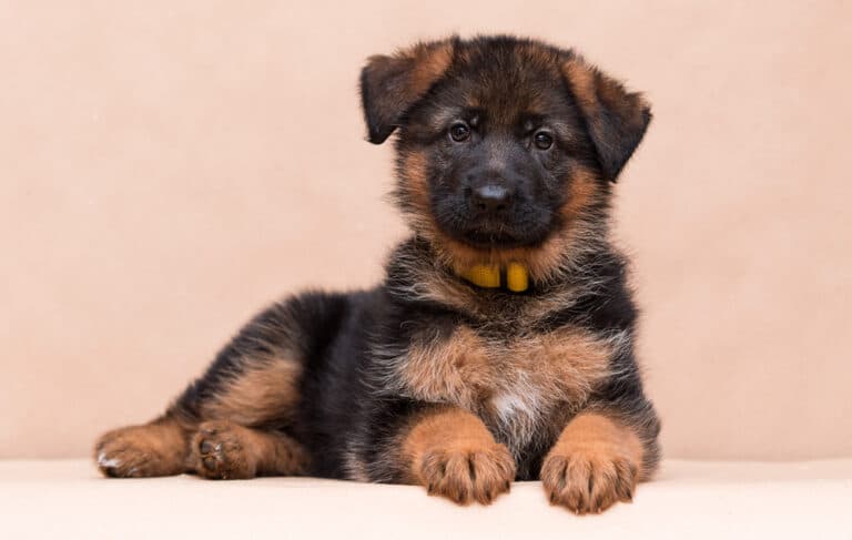 What You Need To Know About German Shepherds?